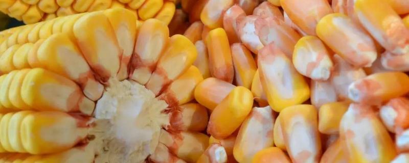 凤田110玉米种子简介，中抗穗腐病