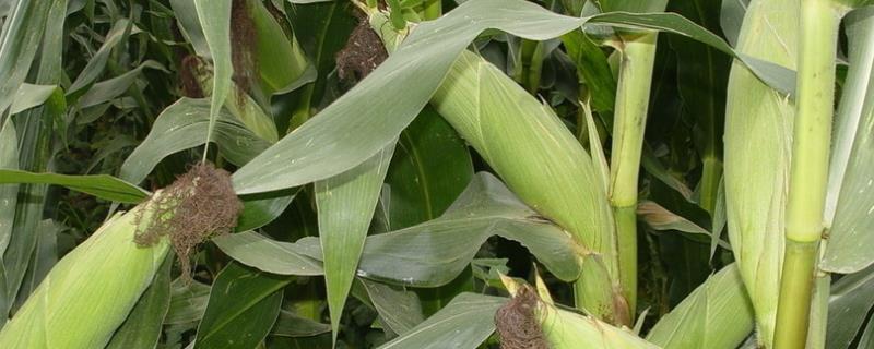 凤田504玉米种子介绍，出苗至成熟128天