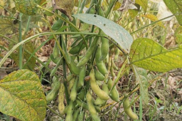 吉育257大豆种子简介，中抗大豆花叶病毒1号株系