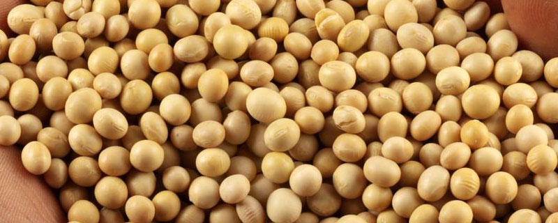吉育594大豆种子特点，注意防治大豆蚜虫