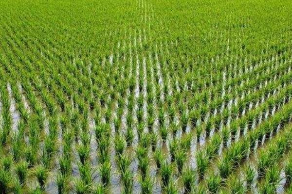 吉粳821水稻种子特征特性，生育期间注意及时防治稻瘟病