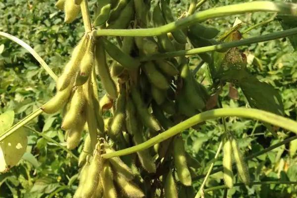 吉育354大豆种子特点，高抗大豆花叶病毒3号株系