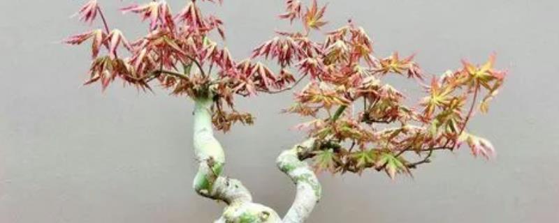 鸡爪槭的变红方法，可将控制温度在10-15℃之间