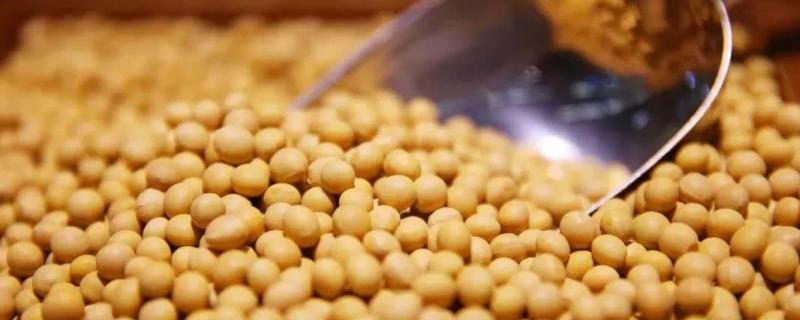 黑科71大豆种子简介，选择中等肥力地块种植
