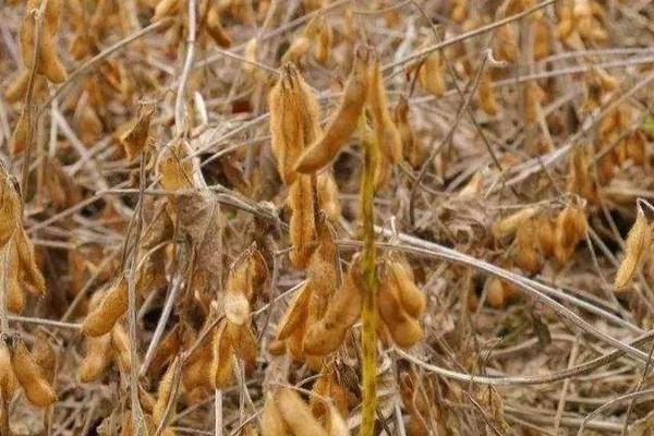 佳豆20大豆种简介，该品种亚有限结荚习性