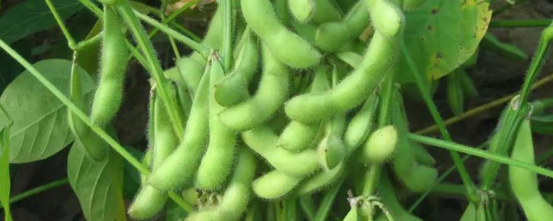 垦科豆14大豆种子简介，生育期间及时中耕管理