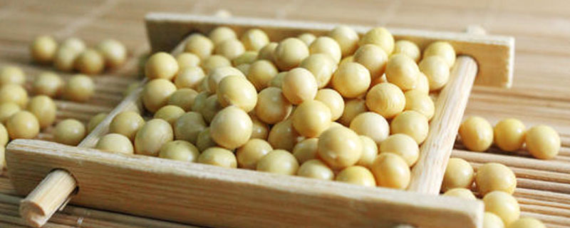 克豆57大豆种子介绍，特种品种（小粒）