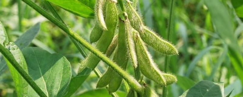 黑科67号大豆种简介，在适应区5月中旬播种