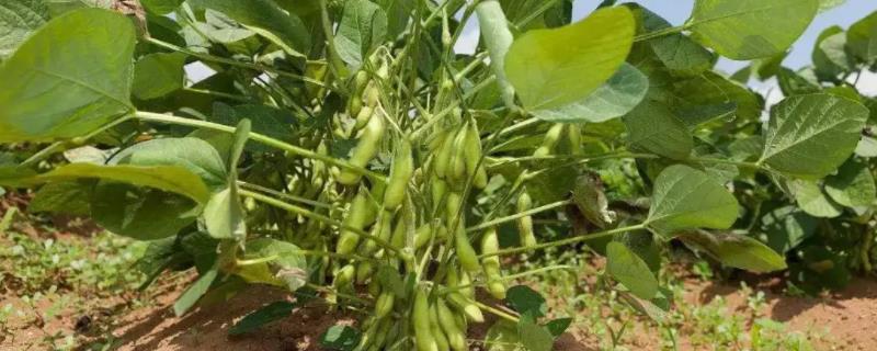 吉育633大豆种子介绍，同时防治大豆食心虫