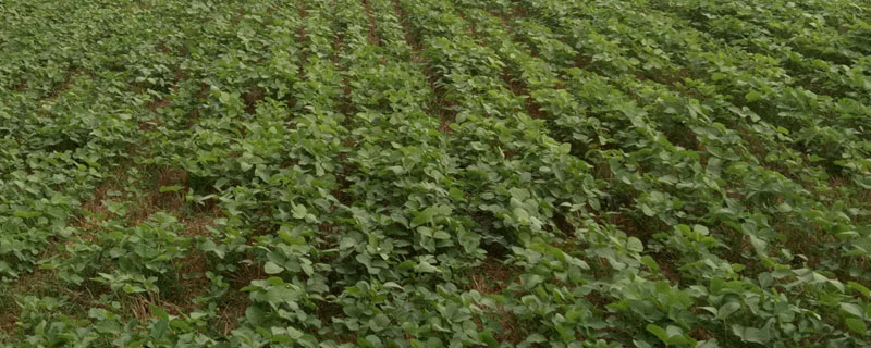 佳豆20大豆种简介，该品种亚有限结荚习性