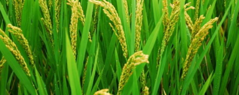 绥098038水稻种子特征特性，播种期4月10日～4月25日