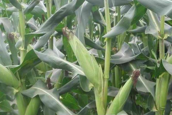 HF1105玉米种子特征特性，种植密度每亩6500株