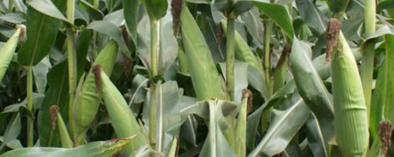 HF1105玉米种子特征特性，种植密度每亩6500株