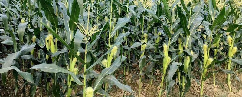 GFY288玉米种子简介，种植密度每亩6000株