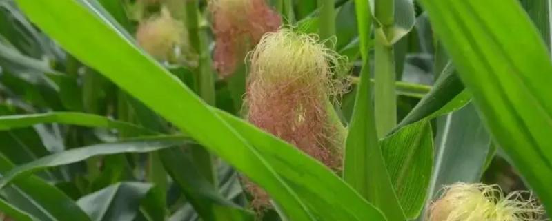 博奥521玉米品种简介，出苗至成熟131天