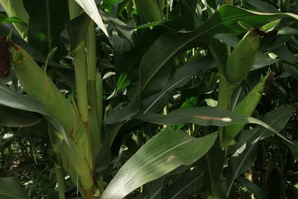 GFY288玉米种子简介，种植密度每亩6000株