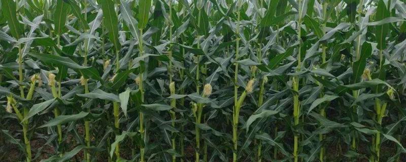 敦玉260玉米种子特点，及早防治灰飞虱和红蜘蛛