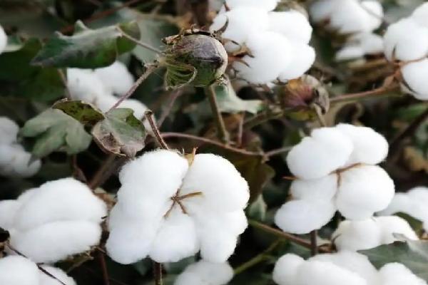 JKB16棉花品种简介，属高抗枯萎病