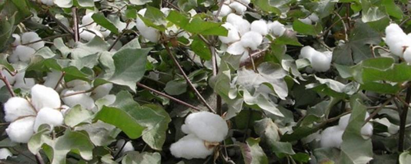 棕234棉花种简介，为防治苗期地下害虫