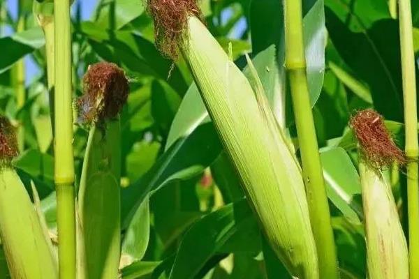 康农玉515玉米品种的特性，重点防治瘤黑粉病