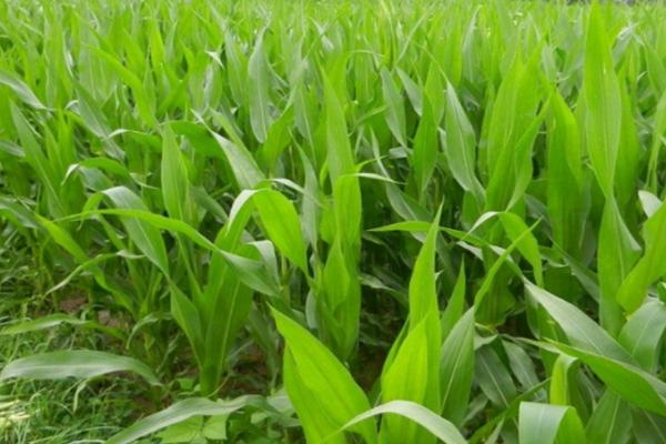 GL732玉米种简介，种植密度为4500株/亩左右