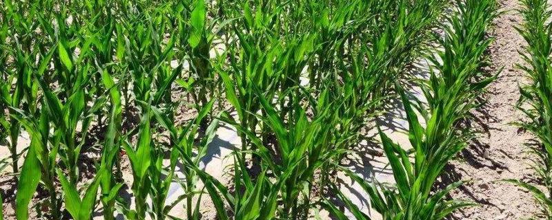 华皖612玉米种简介，4月下旬至5月上旬播种