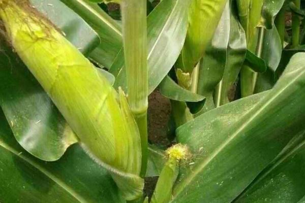 华皖612玉米种简介，4月下旬至5月上旬播种