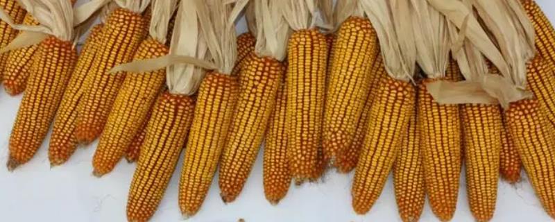 联创869玉米种子特点，每亩种植密度4000株左右