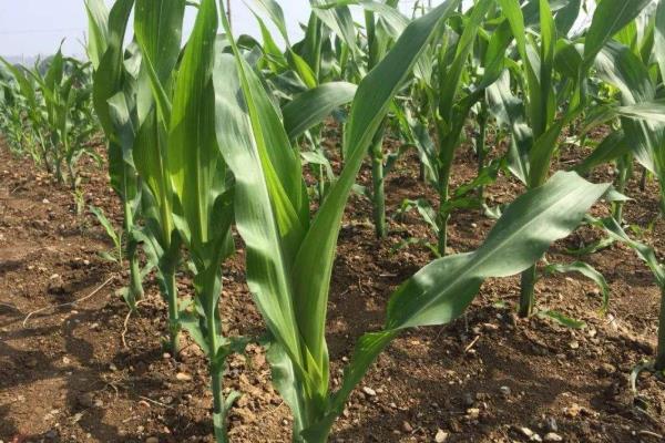 赛博677玉米种子特点，中抗穗腐病