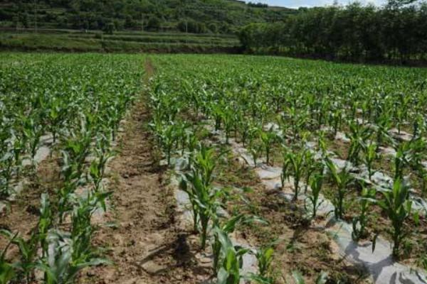 威卡1178玉米种简介，适宜播期4月中旬到5月上旬