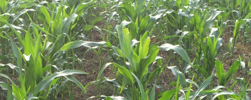 先玉1920玉米种简介，注意防治矮花叶病