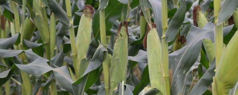 中元598玉米种子简介，及时防治病虫草害