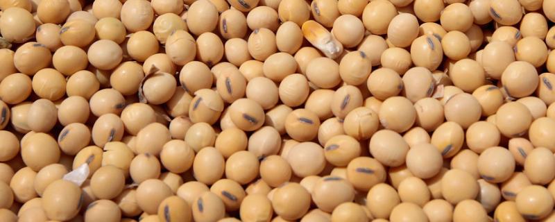 运豆303大豆种简介，适宜播期6月中上旬