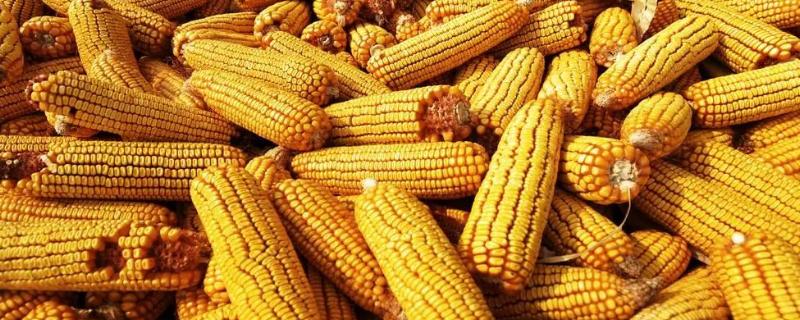 德科868玉米种子特点，中等以上肥力地块种植