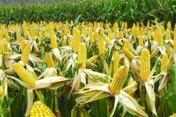 R2010玉米种简介，注意玉米灰斑病的防治