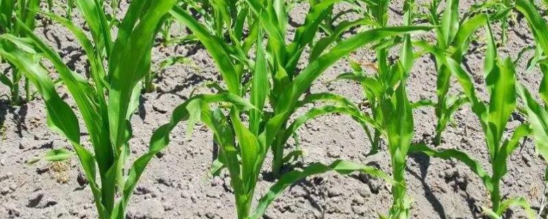 奔诚11玉米种子介绍，注意防治病虫害