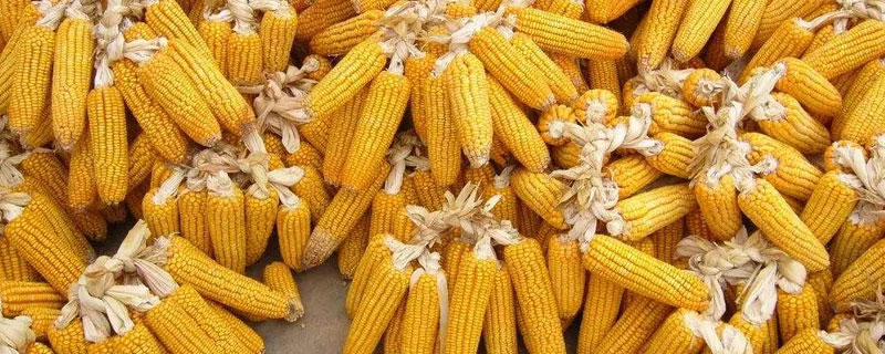 万紫糯1227玉米品种的特性，露地栽培的播种深4－5厘米