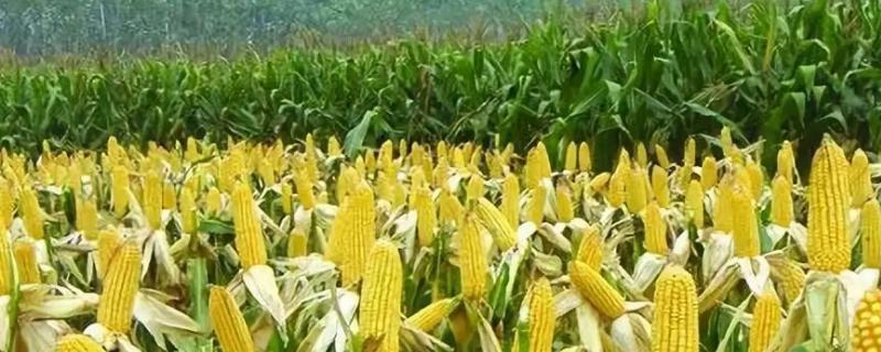 宣禾2号玉米品种简介，选择中等肥力以上地块种植