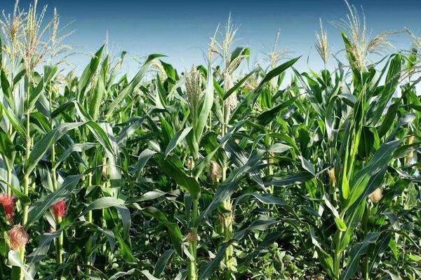 天艺170玉米种子简介，每亩种植4000株