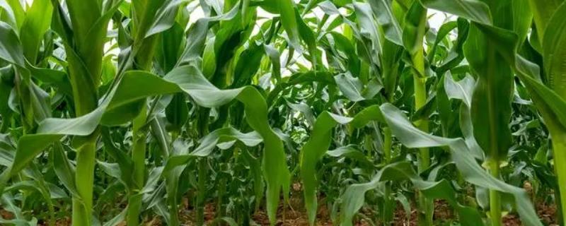 辉玉933玉米种简介，中抗茎腐病