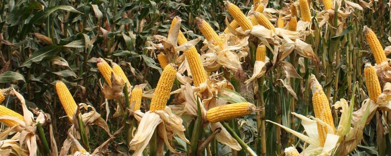 R1831玉米种子特征特性，3.注意防治大斑病