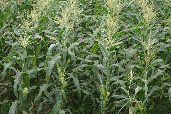 六颗星919玉米种子简介，种植密度4000株/亩左右