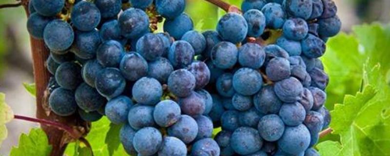 红酒葡萄有哪些品种，包括赤霞珠、黑品诺、美乐等种类