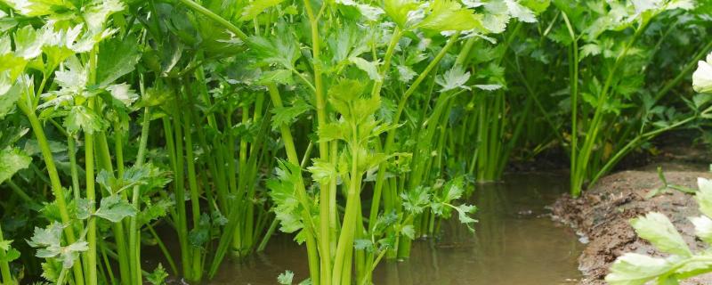 4月份有哪些时令蔬菜，包括芹菜、芦蒿、莴笋、韭菜等品种