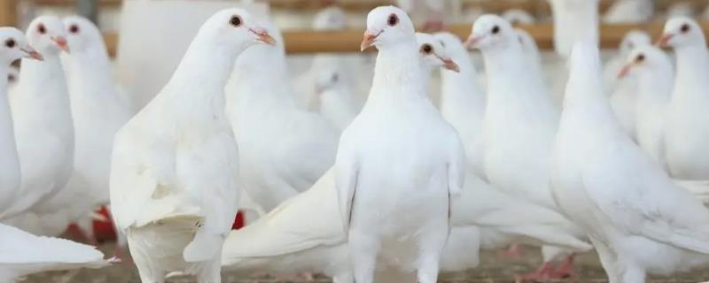 夏季养鸽的注意事项，要采取降温措施