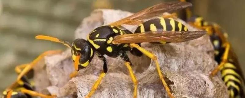 马蜂蛰了几个小时算安全，取决于马蜂种类