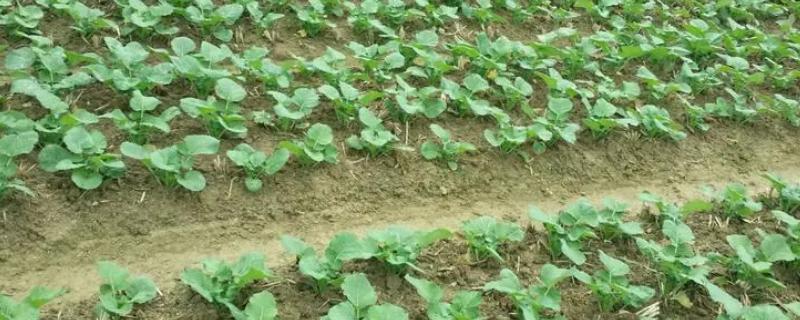 种植油菜怎么预防倒春寒，需做好清沟排渍、叶面喷肥等工作