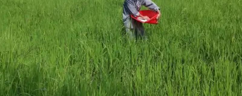 对水稻施肥时要有水还是无水，田间有水会更加合适