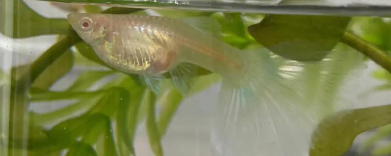 孔雀鱼生小鱼的前兆，体型会变成方形