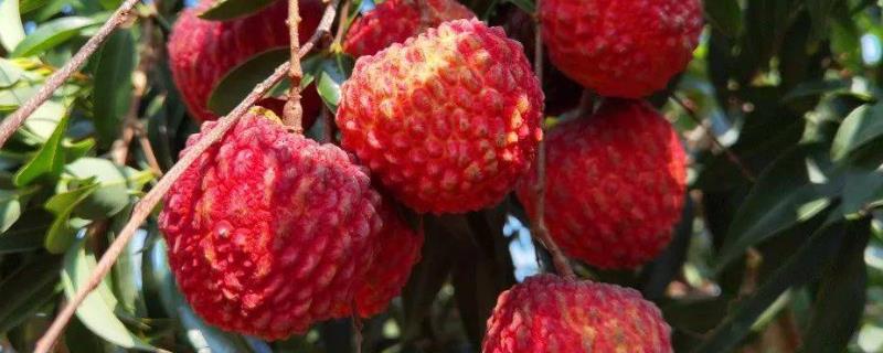 灵山荔枝王荔枝的价格，大多在6元左右一斤
